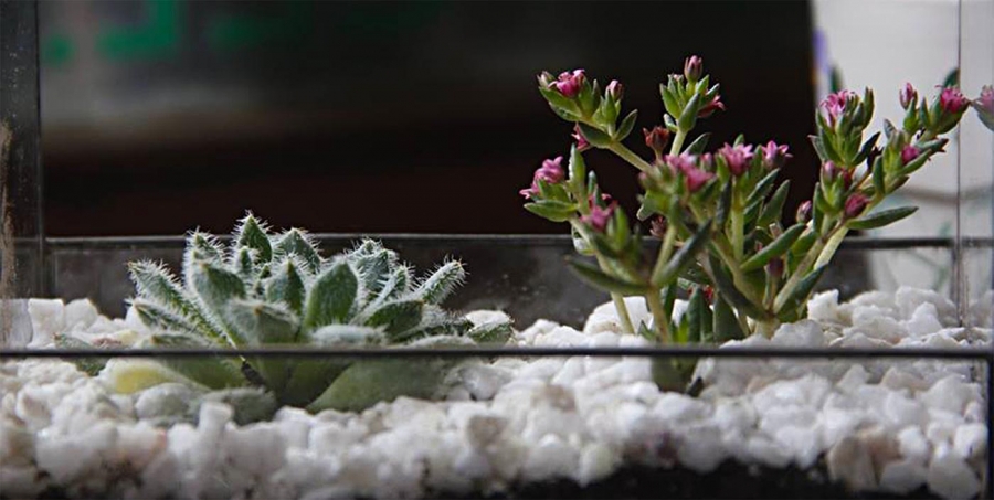 Plantas y flores para regalar